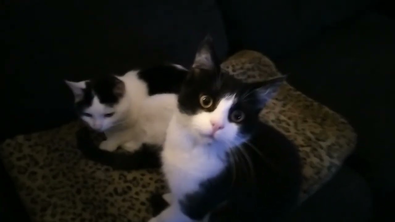 Binkie and Princess are friends ...