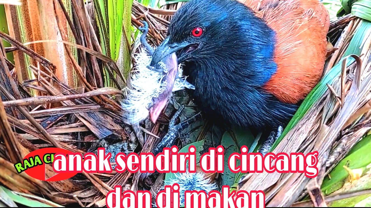 Ini bukti nyata kejam nya burung bubut anak nya pun di bunuh dan di makan