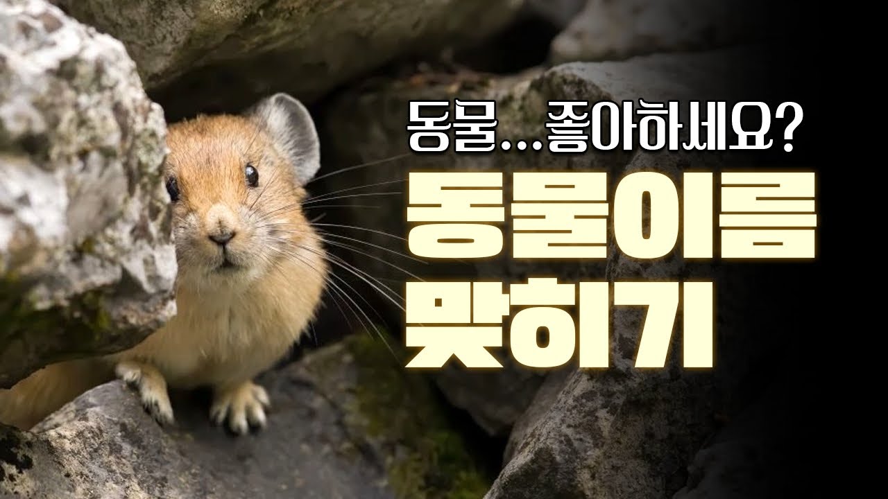 동물 이름 맞히기 [40문제] | 애들도 어른도 다좋아하는 동물퀴즈