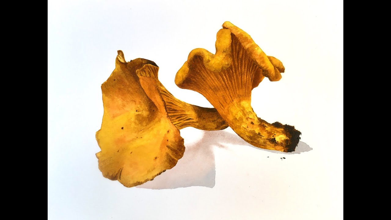 Enchanting Chanterelles: How to paint, An accomplished Watercolor tutorial