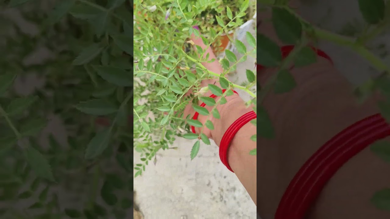chana saag