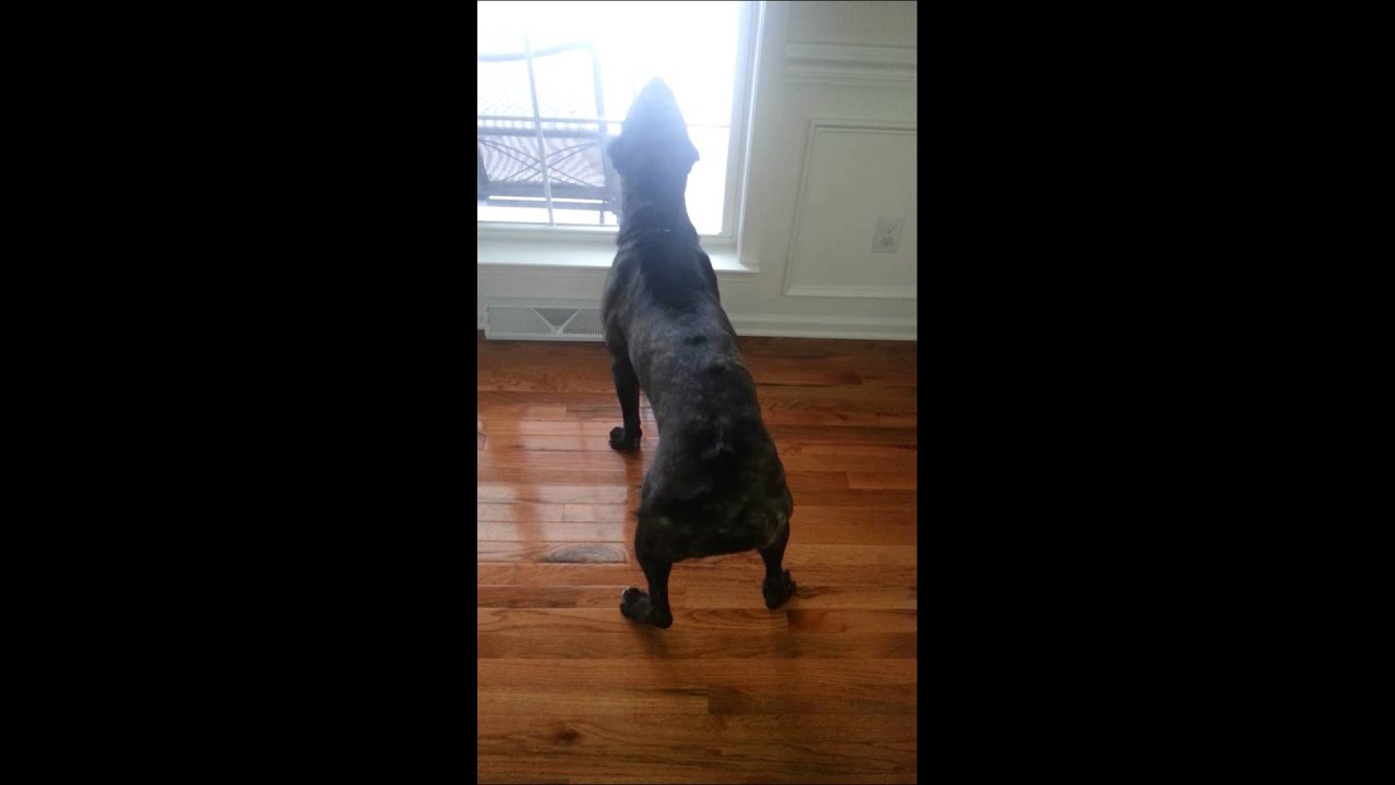 Cane Corso Barking