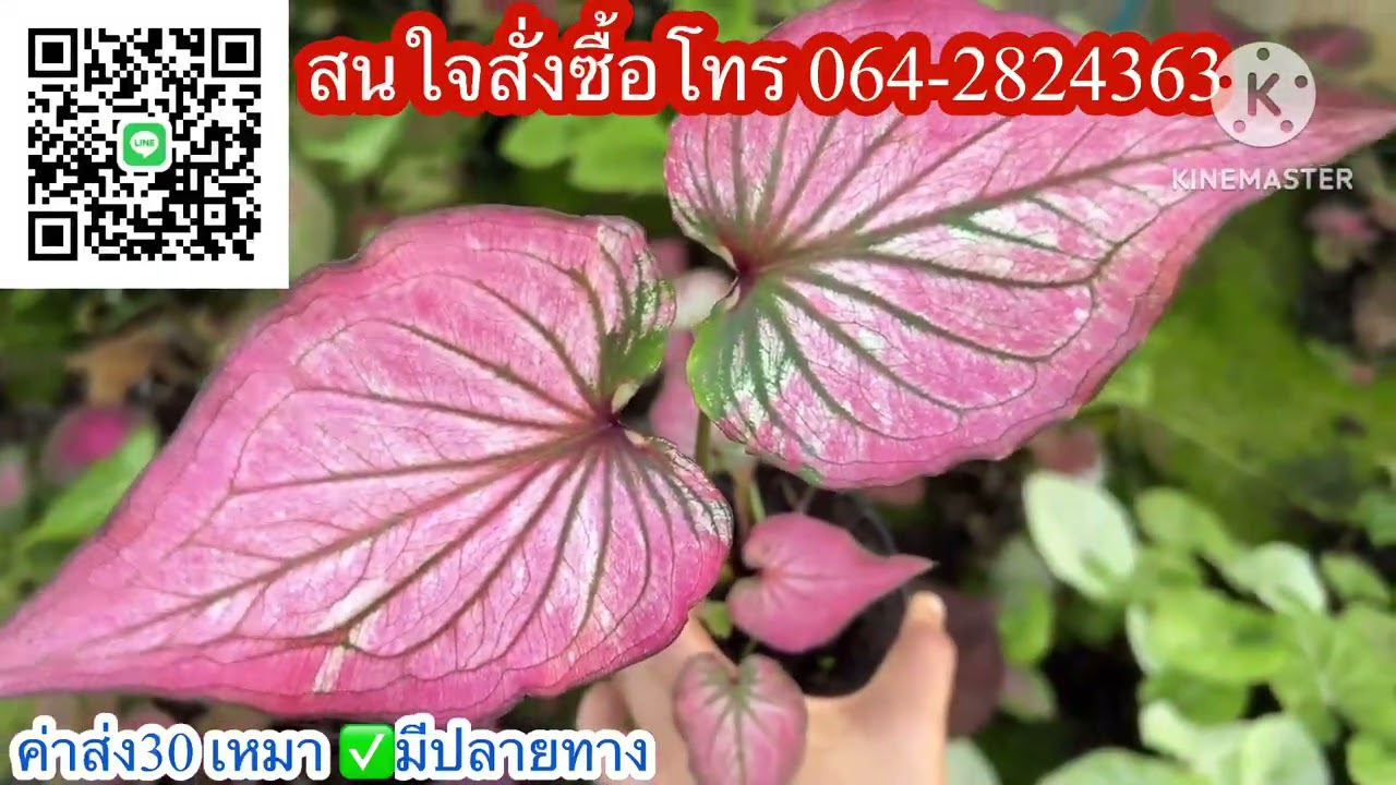 Эпизод 1269💐 Продаю красивые каладиумы, доставка в горшках. ☎️Звоните по номеру 064-2824363