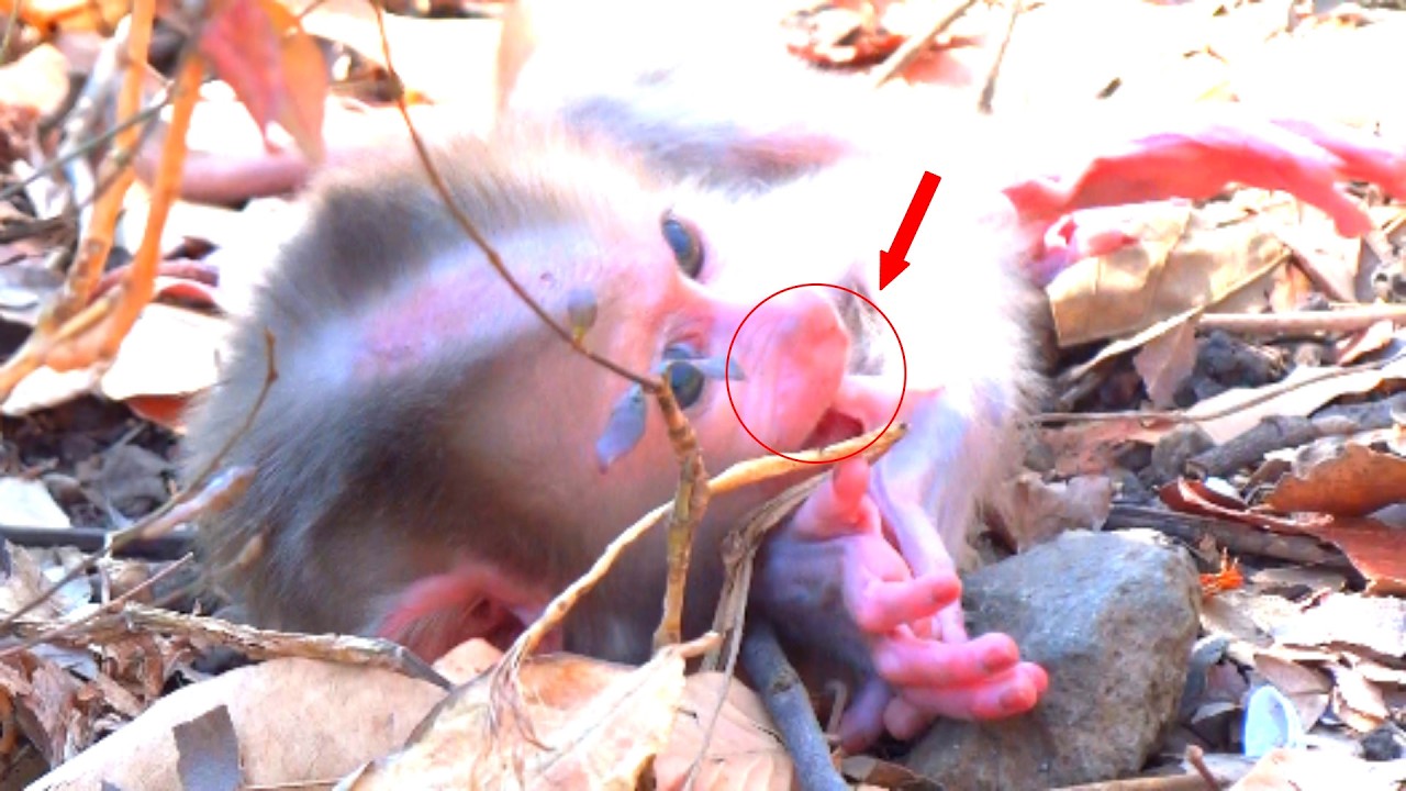 OMG, it's so funny to see a little monkey lying down, sucking his finger happily.