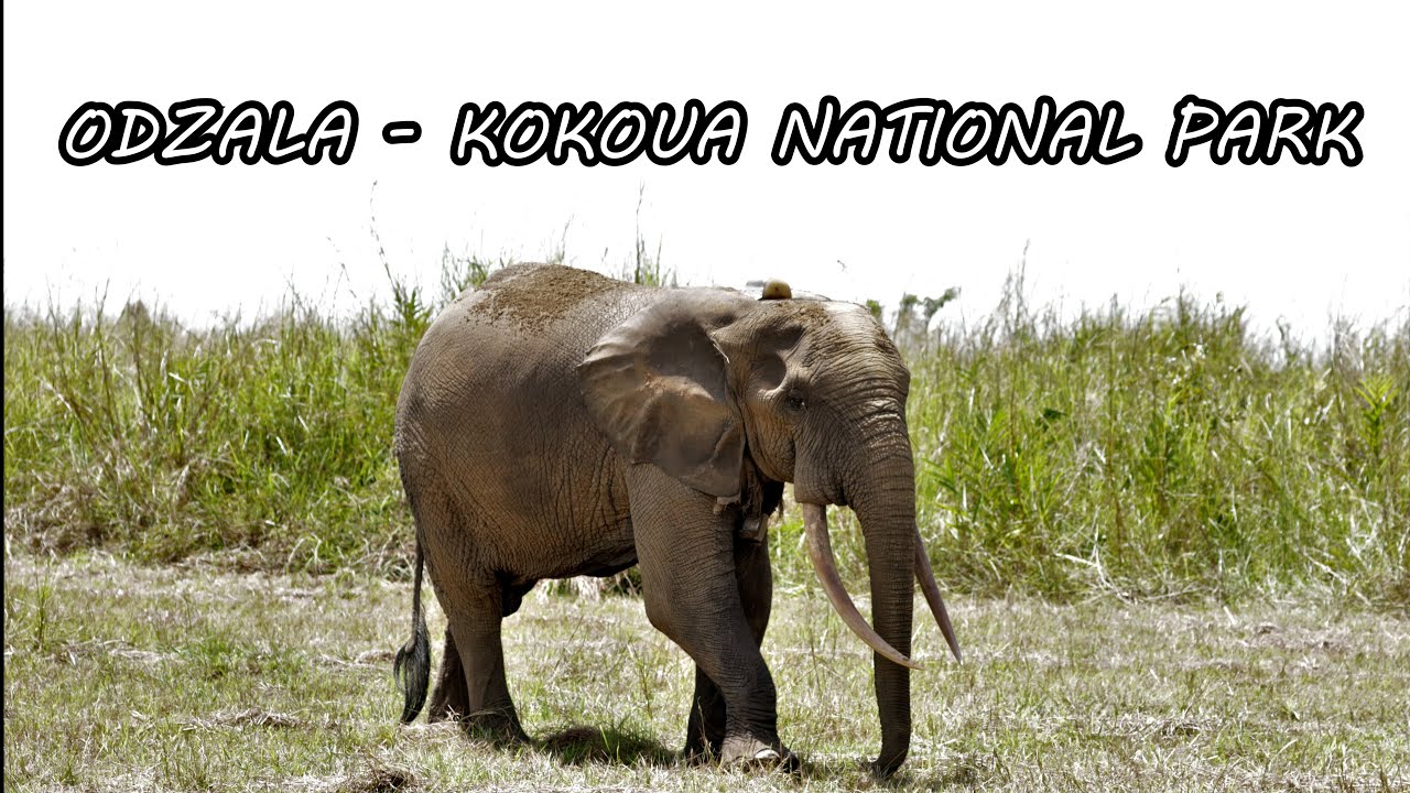 Odzala-Kokoua National Park