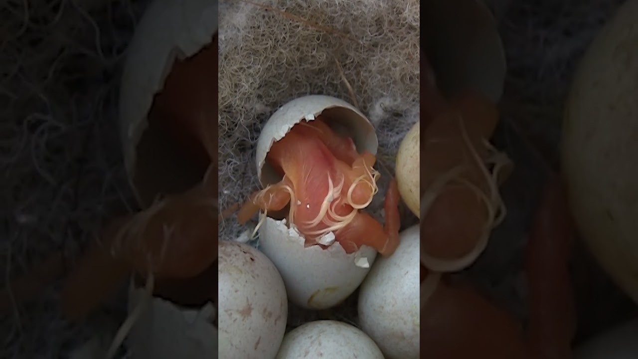 Canary Egg Hatching close up #shorts