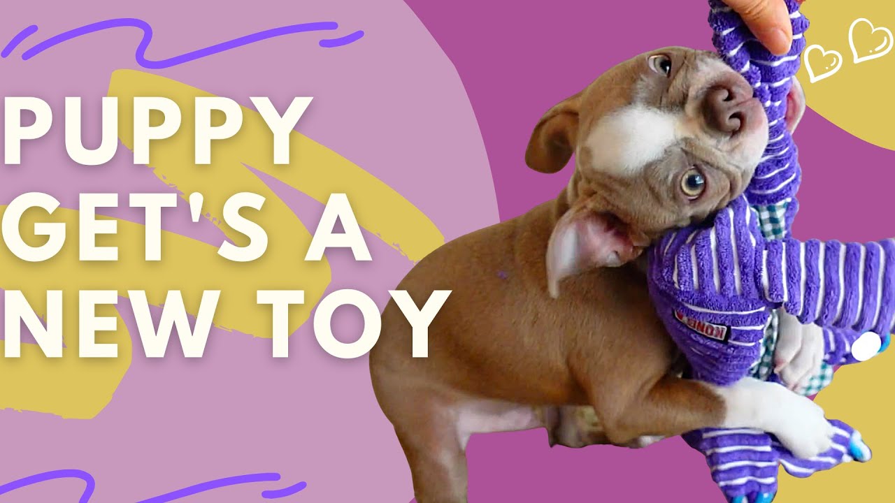 Lilac Boston Terrier Puppy Get's A New Kong Toy