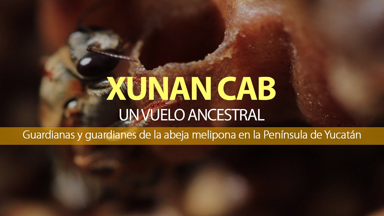 Xunan Cab 