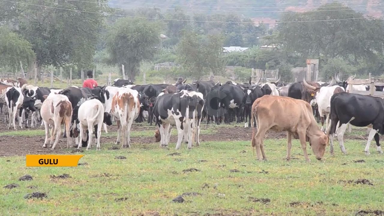 Tick vaccine - Uganda develops new vaccine to fight ticks