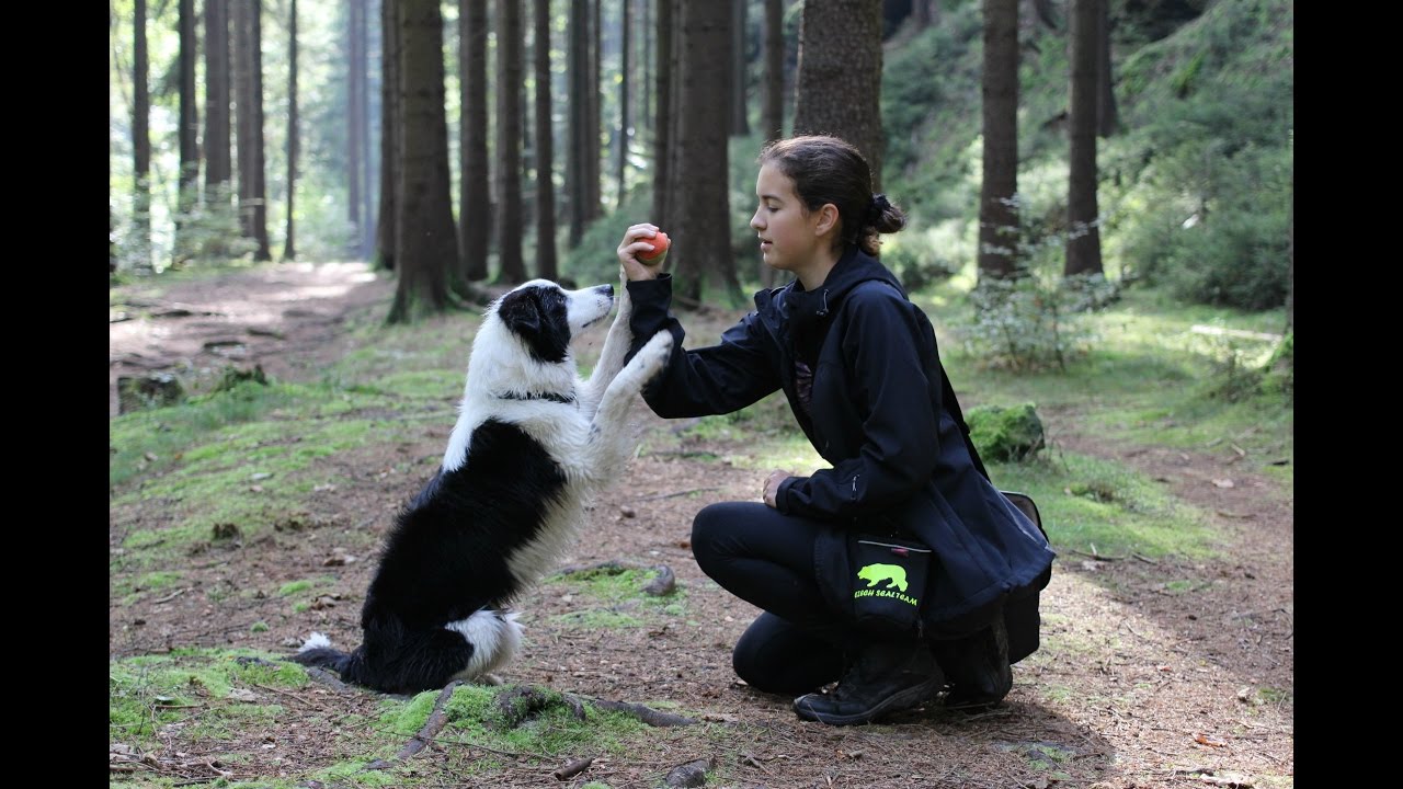 Border Collie Cress | 7months