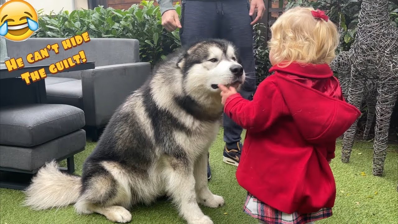 Adorable Baby Tells Off Giant Husky For Digging The Garden! He's So Guilty! (Cutest Ever!!)