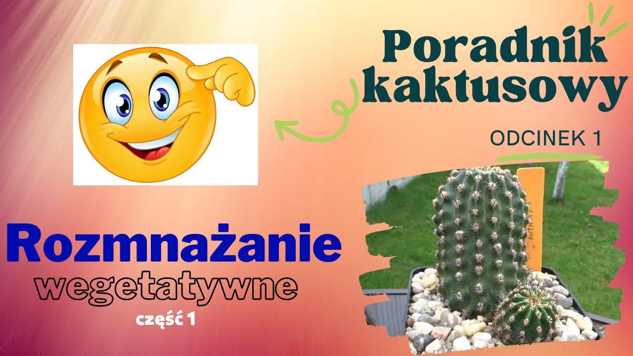 Jak rozmnożyć kaktusy? Jak pozyskać odrosty? Poradnik kaktusowy odc. 1, część 1