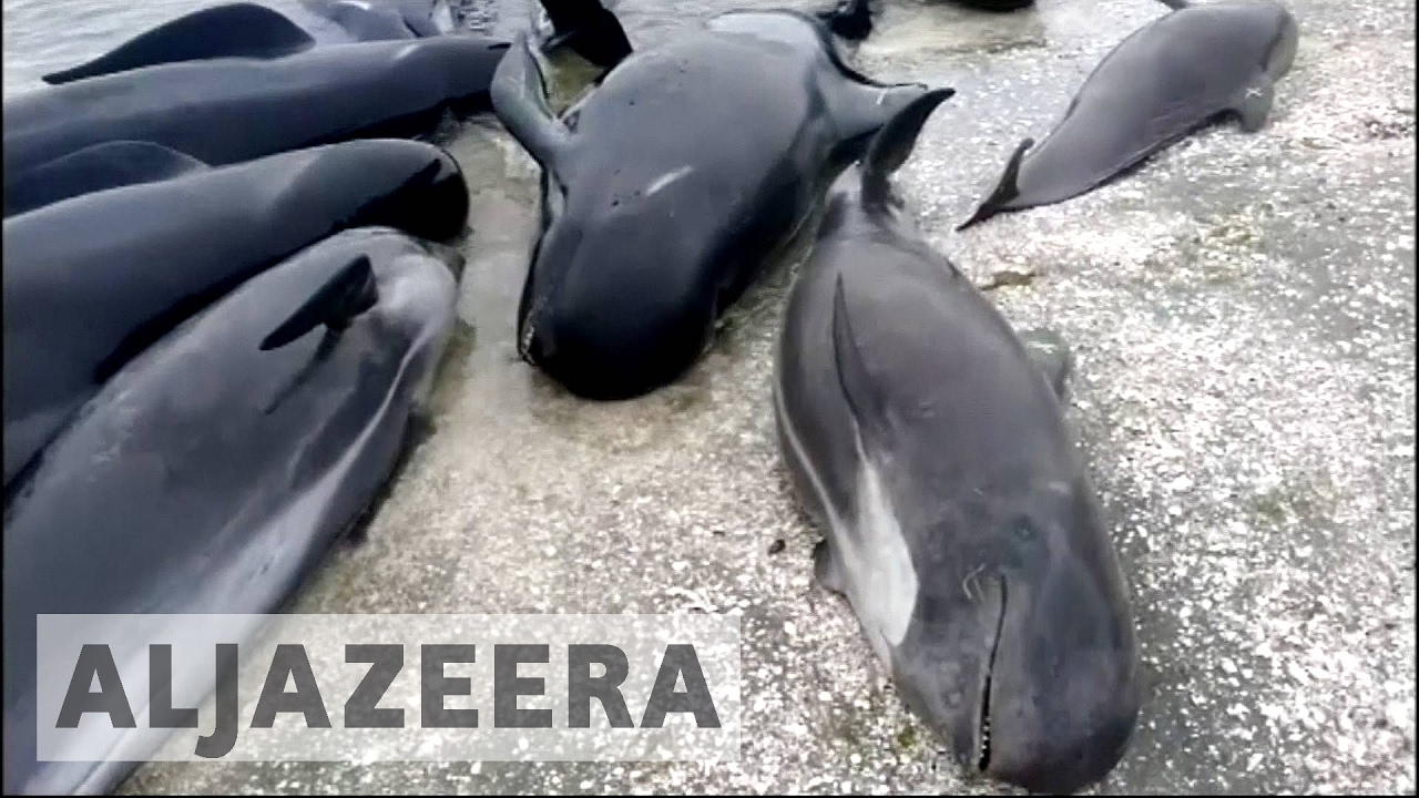 Bid to save hundreds of beached whales in New Zealand