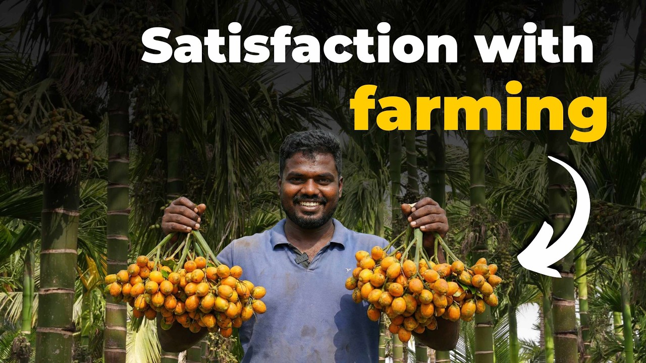 Integrated Arecanut Farming: Massive Change in an Arecanut Plantation | What Made the Soil Soft?