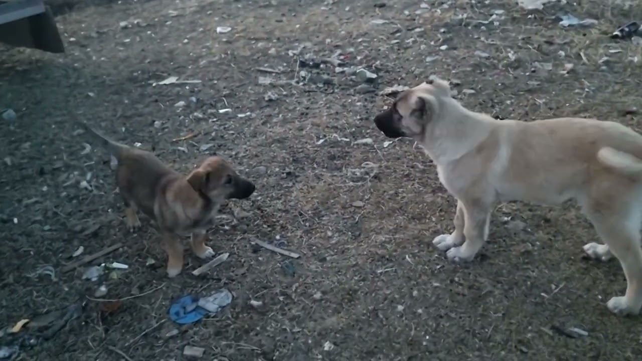 @Ugurcaglarr  Abimden AldığımMalesef Kanas Antika Yavrusundan birini kaybettik 😞 