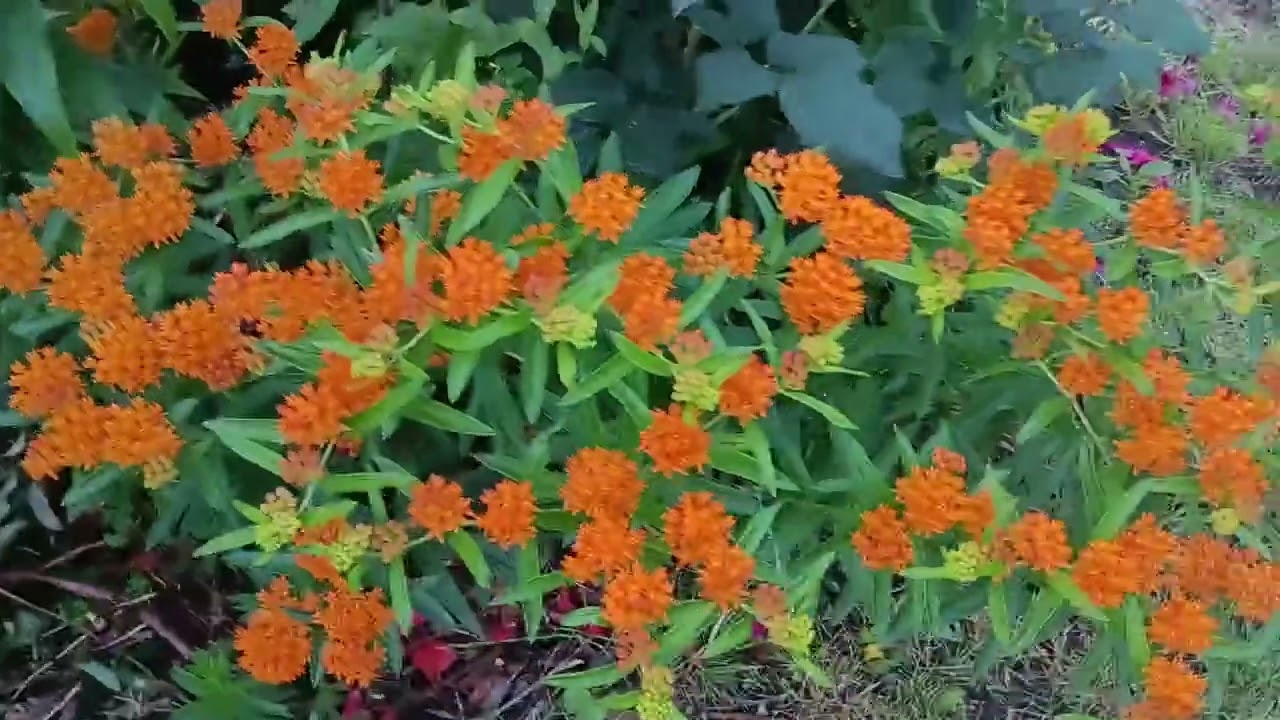 Ваточник туберозовий Asclepias tuberosa