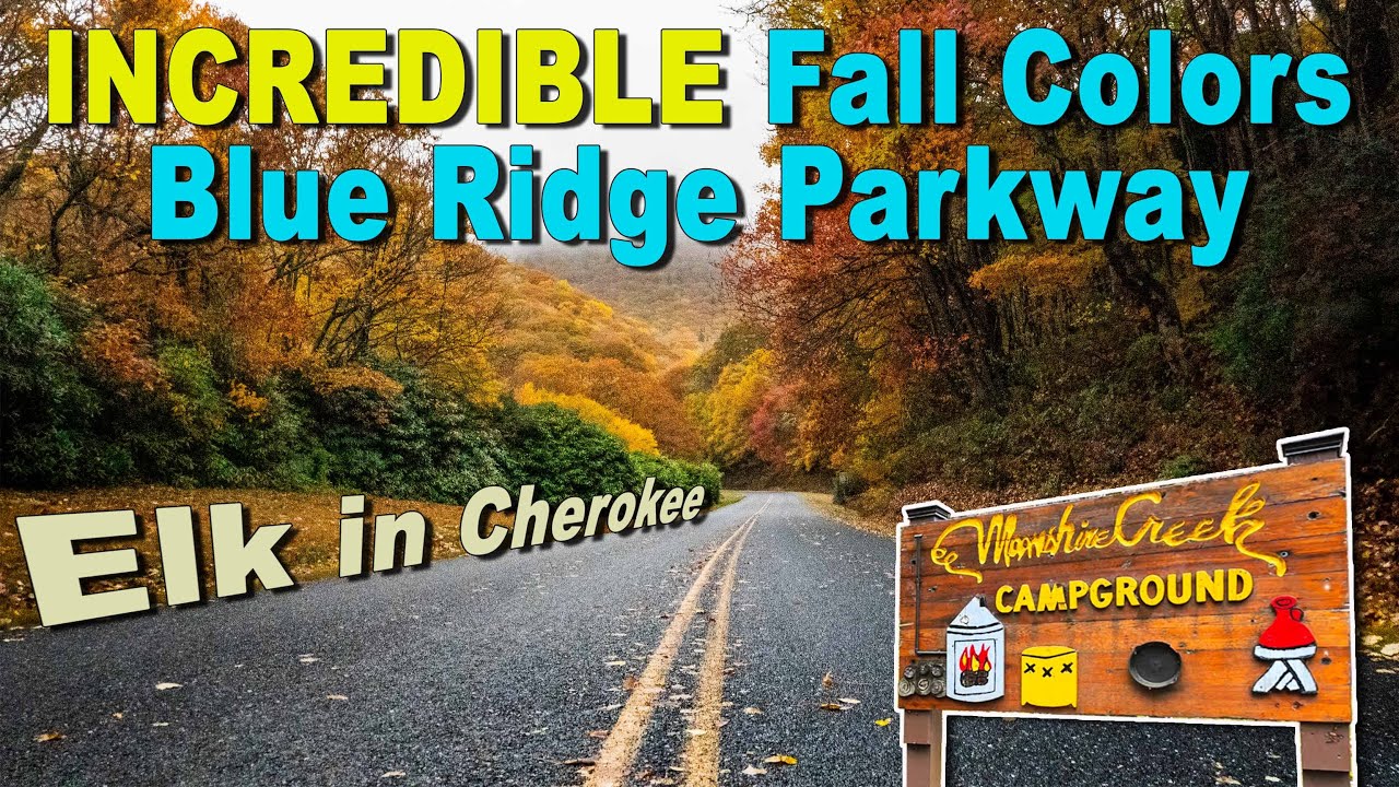 Most Incredible Fall Colors - Blue Ridge Parkway! | Elk Herd | Moonshine Creek Campground!!