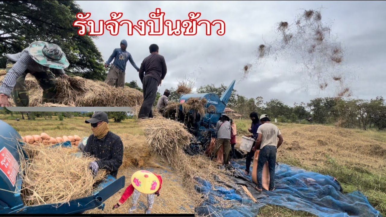 รับจ้างปั่นข้าวช่วงนี้ไม่ค่อยได้ออกงานเพราะฝนตก