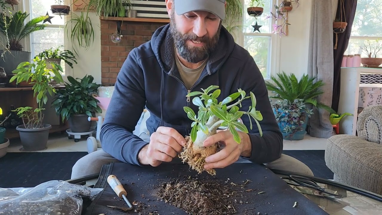 Adenium Bonsai Propagation and Repot - Desert Rose First Pruning - Nov 2022
