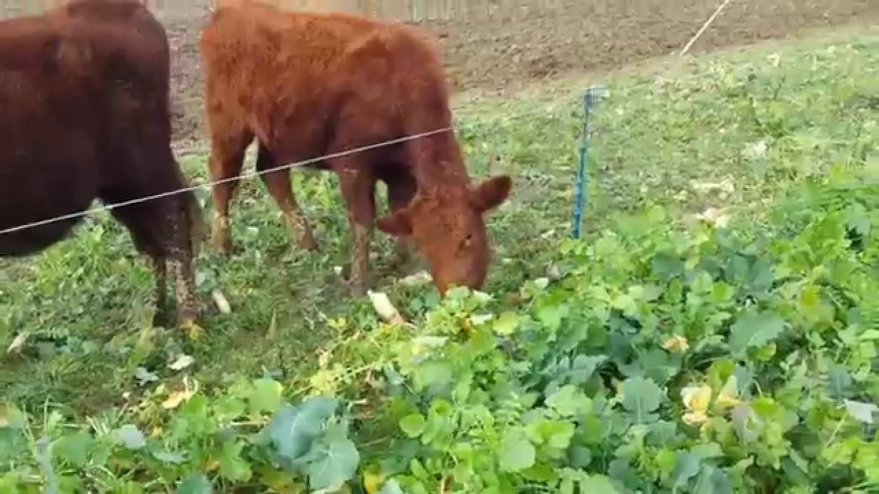 Vitality Pastures - Grass Fed Beef Grazing Turnips & Radishes