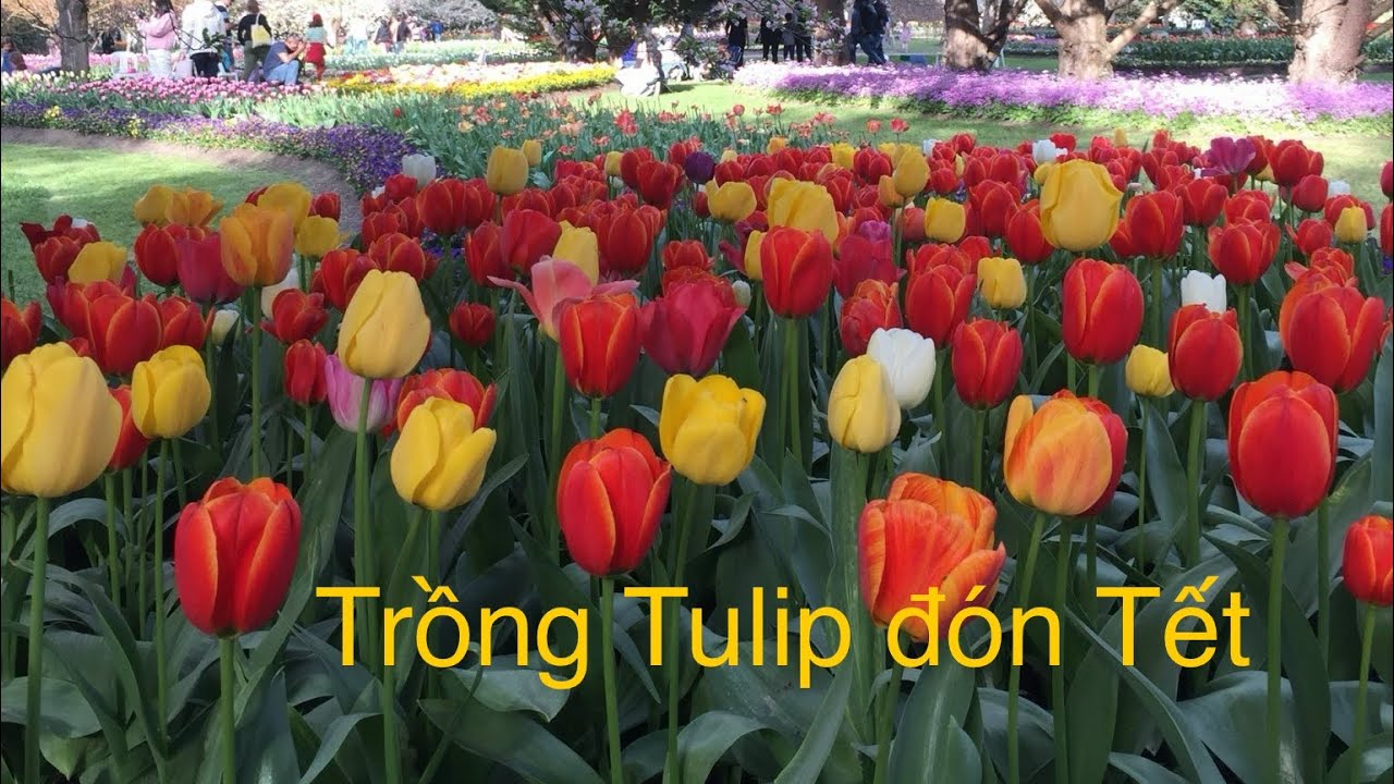 C&aacute;ch trồng hoa Tulip chơi Tết 2025