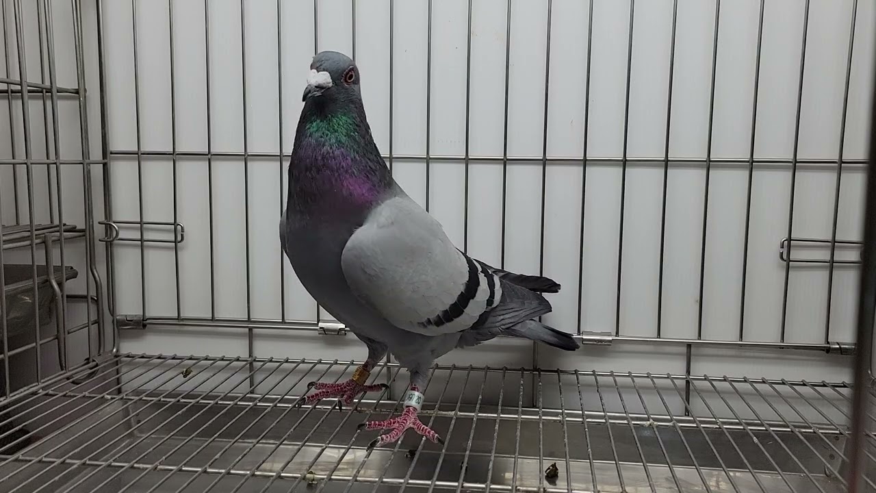 安順鴿園-議價鴿 25-999720灰♂