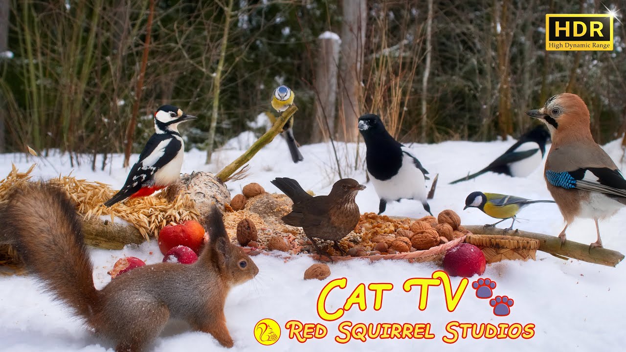 Cat TV NO ADS😻Bird Fun in the Snow❄️ Squirrels vs Magpies Blackbirds  Jays & Little Birds Everywhere
