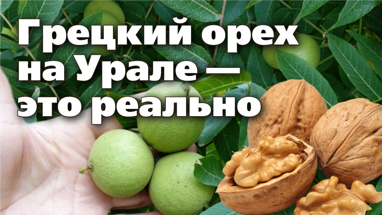 Как вырастить грецкий орех на Урале и собрать отличный урожай  Опыт садовода