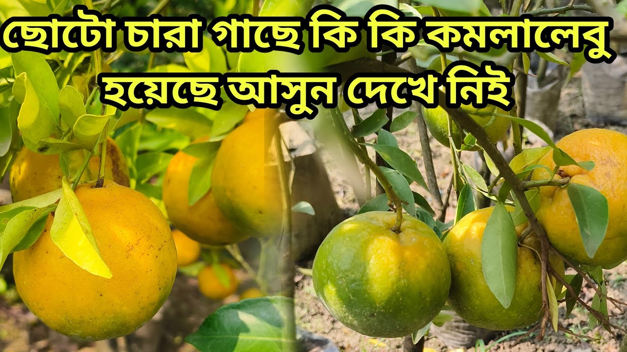 ছোটো কমলা লেবুর চারা গাছে কি কমলা লেবু আসা সম্ভব।। কমলা লেবু সমেত ছোটো চারা গাছ আসুন দেখে নিই।।