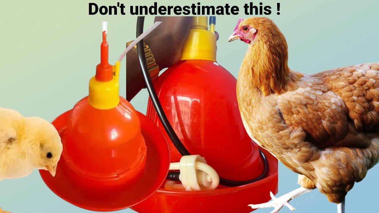How to install and use Bell automatic drinker for Chickens || Don’t underestimate this drinker