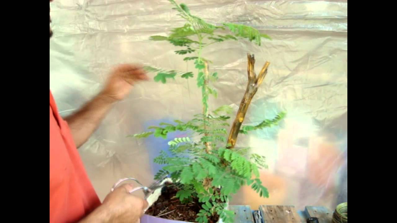 Bonsai FLAMBOYANT
