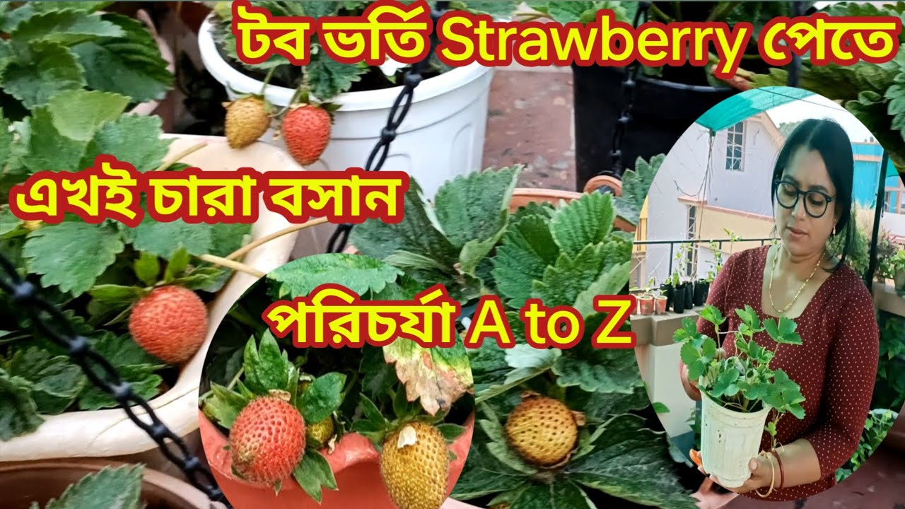 Strawberry গাছের সম্পূর্ণ পরিচর্যা। টব ভর্তি Strawberry পেতে আজই চারা বসান।