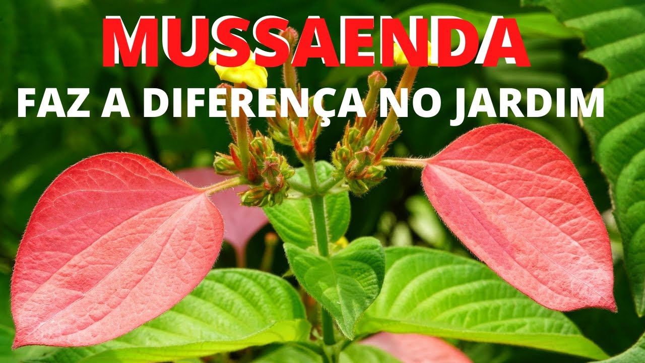Mussaenda