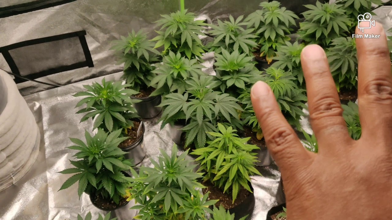 Week 2 of House and Gardens grow