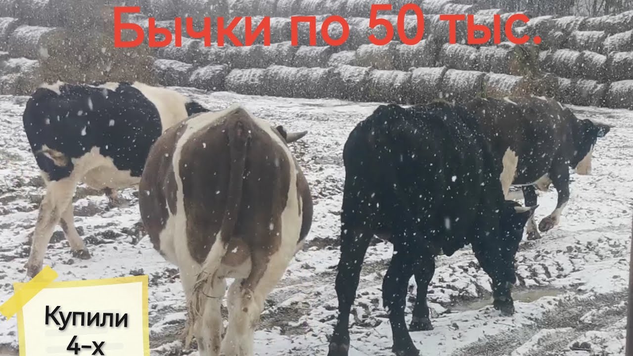 Срочная продажа! Бычки GoldenTrio71. #GoldenTrio71 #перевозкаживотных