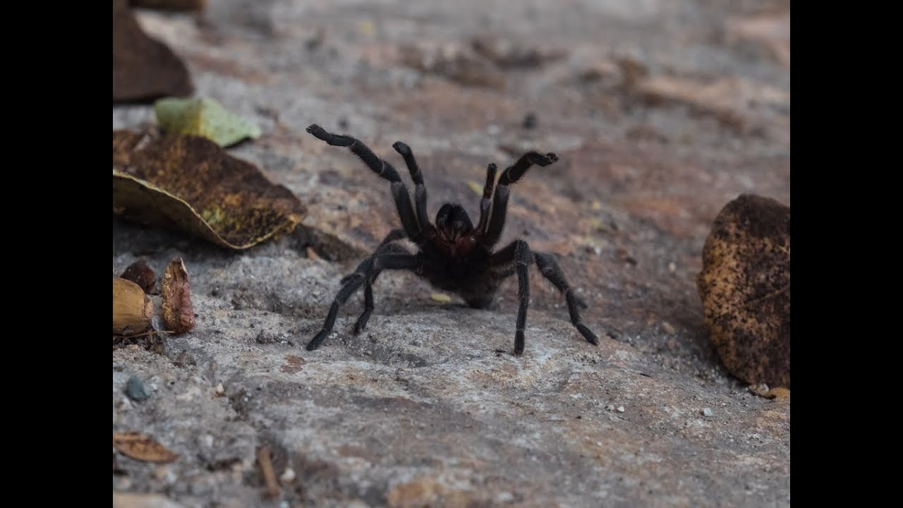 The European Tarantula - Chaetopelma olivaceum [Extended Version]