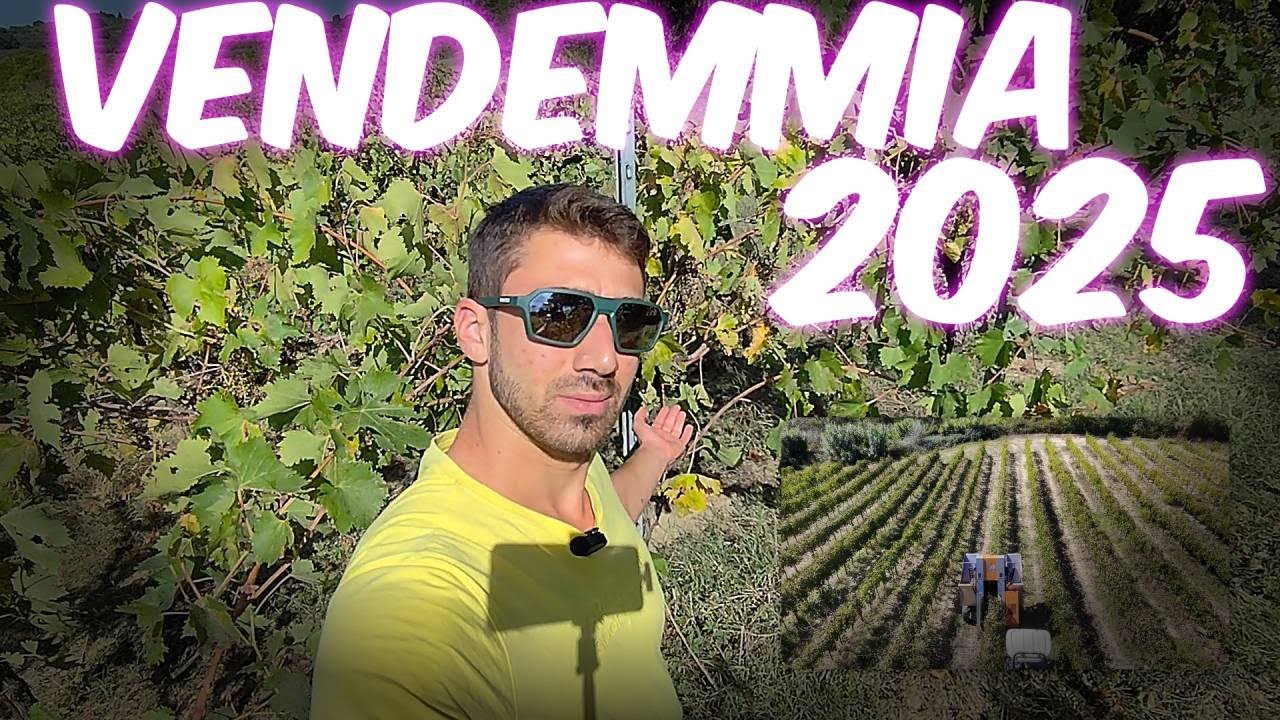 Vendemmiatrice in azione: vendemmia 2025