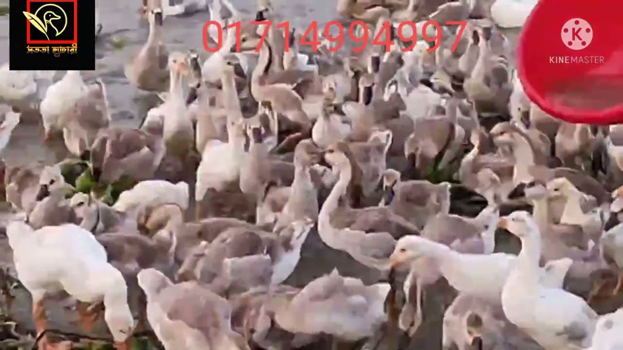 রাজা হাঁসের বাচ্চা বিক্রি করা হয় 01714994997 ময়মনসিংহ জেলা তারাকান্দা থানা