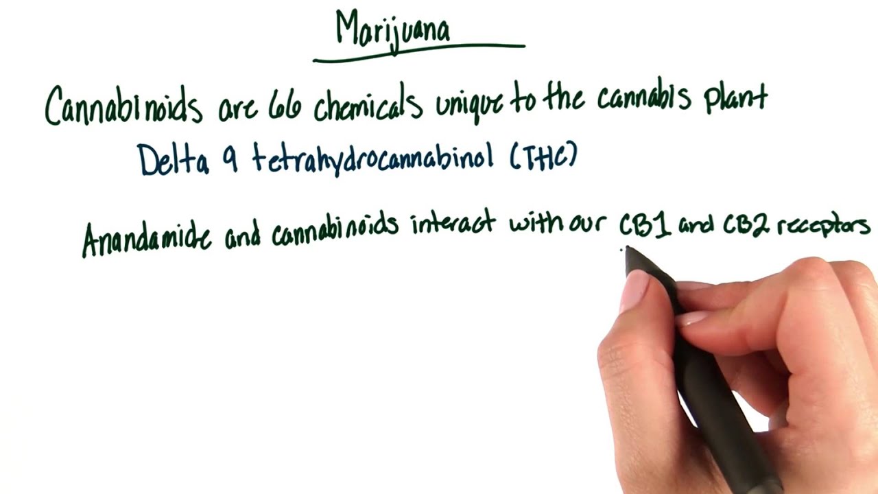 Marijuana mechanism - Intro to Psychology
