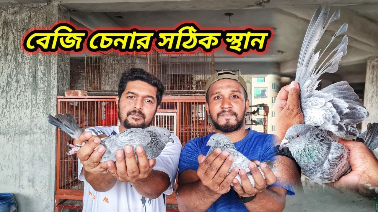 নাহিদ ভাইয়ার অরিজিনাল বেজি কবুতরের ধরন লক্ষ্য করুন🥰 | Miraj Pigeon & Pets