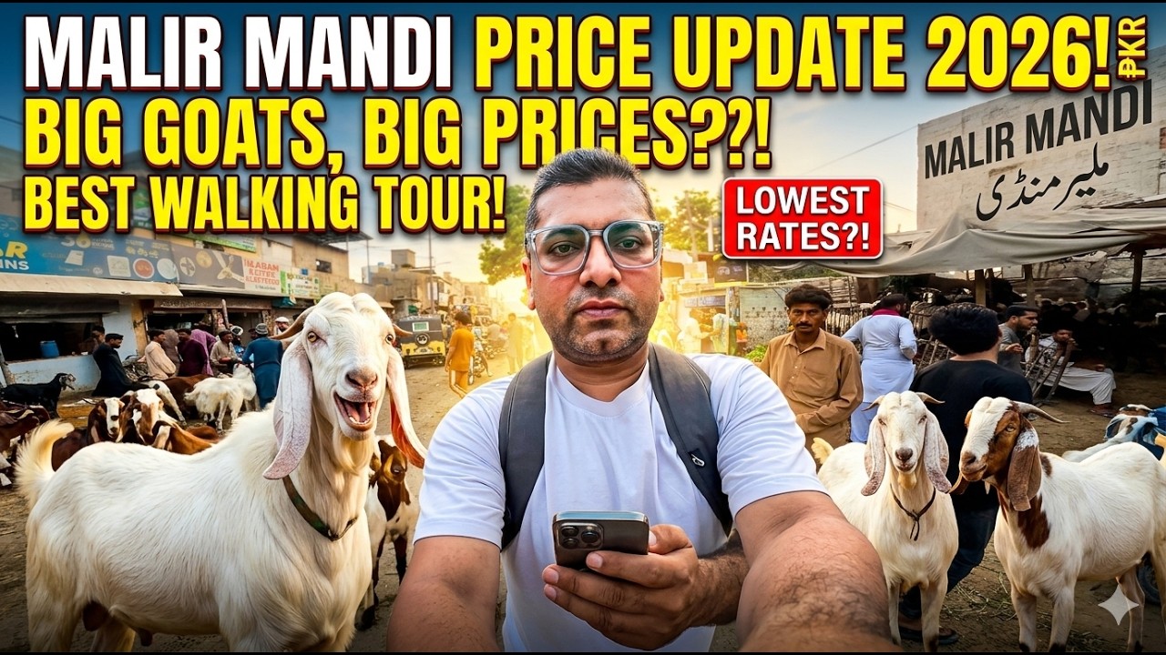 Malir Bakra Mandi 2026 | Price Updates & Walking Tour