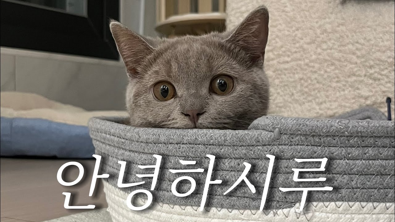 묘생6개월차, 시루에용🐈‍⬛🩶