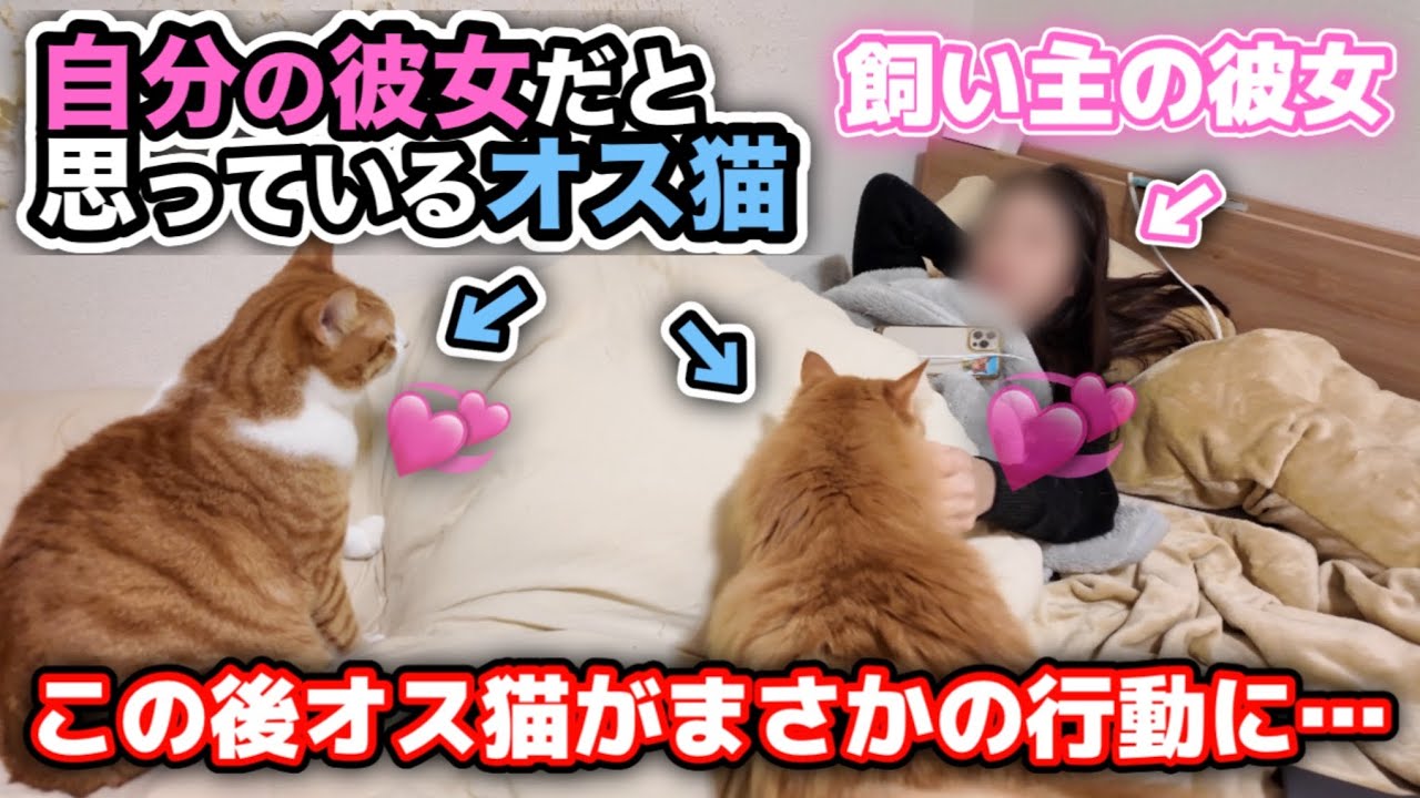 彼女と一緒に寝たがるオス猫たちがとんでもないことになりました…