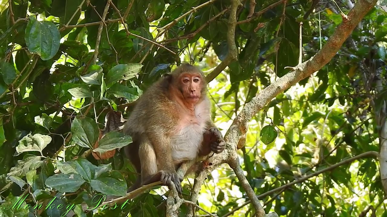 News update Sweet Pea meet his mom and group after VO team help him, SP Very happy / Monkey Post
