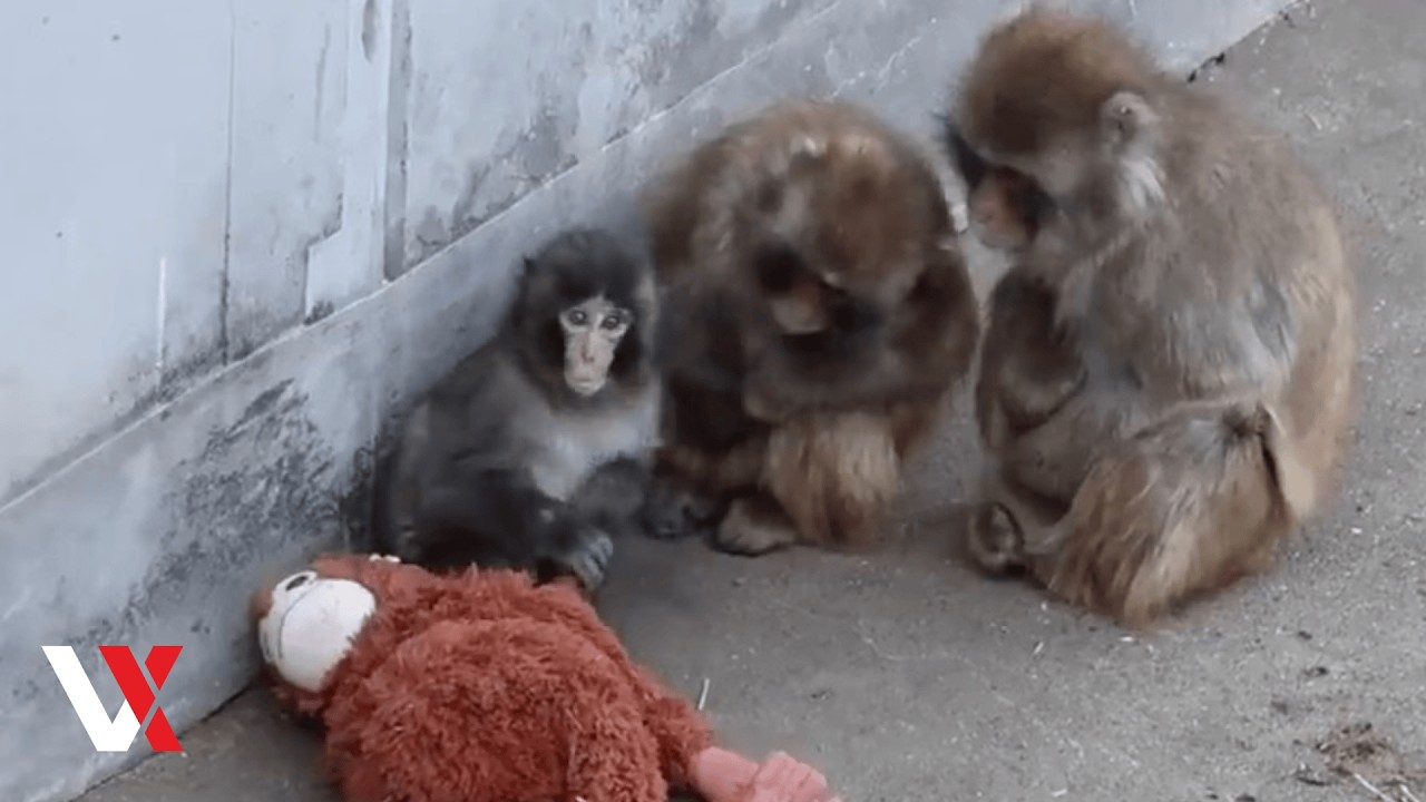 Abandoned To Accepted! Punch The Monkey Finally Finds Family After Cuddling Orangutan Toy | VERTEX