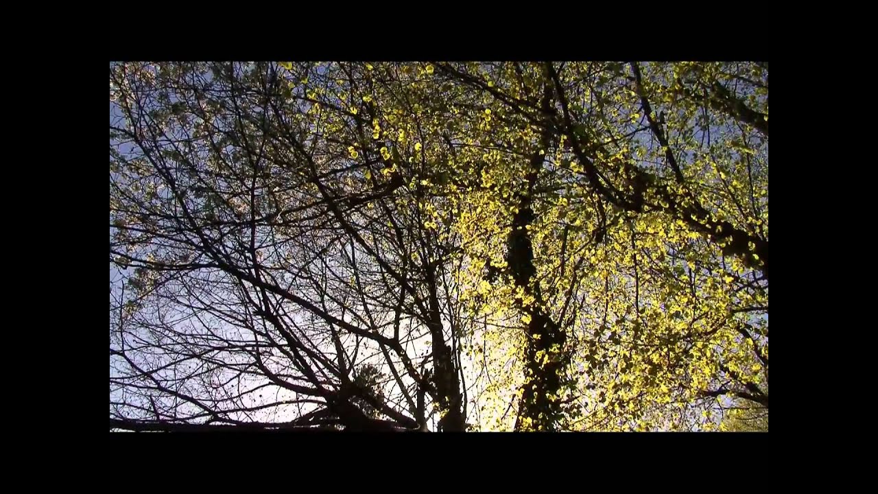 Driving Alvis - rough cut