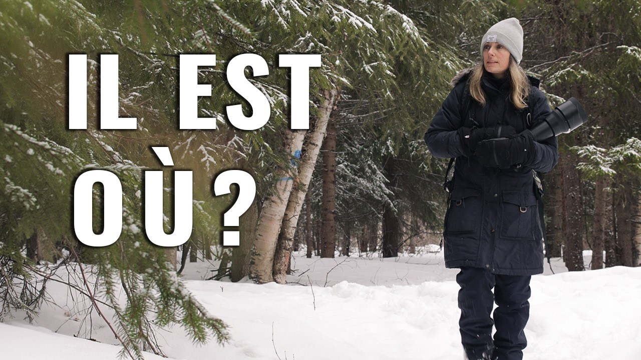 Sur les traces du lièvre d'Amérique | Le silence de la forêt