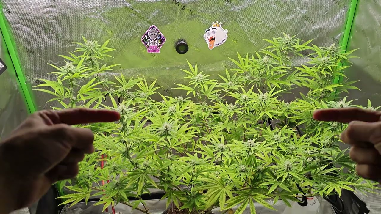 Seed to Harvest Season 2 Part 8. Budget Buds.