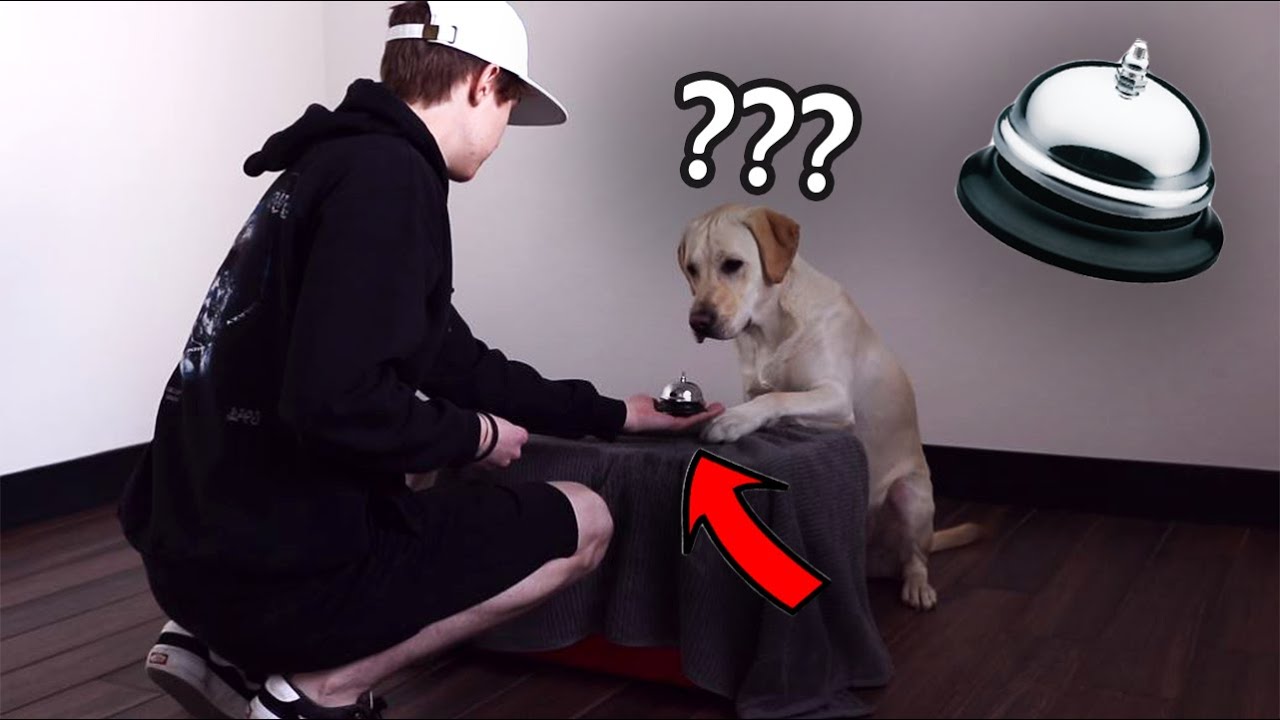 Labrador Plays: Ring The Bell, Get a Treat!!