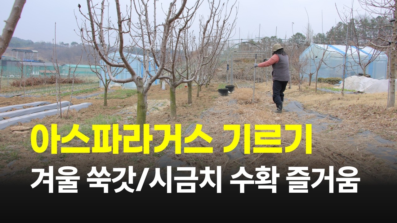 영곡리이야기 #108] 감기로 힘들어 잠깐 수확만 하고 왔습니다. | 쑥갓/시금치/상추/대파 수확 | 모종도 싹이 많이 나왔습니다. #아스파라거스 #쑥갓 #시금치 #냉이 #세종시